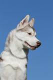 SIBERIAN HUSKY 904